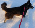 Собаки в других городах Ленинградской области: Пушистое чудо Девочка, Бесплатно - фото 3