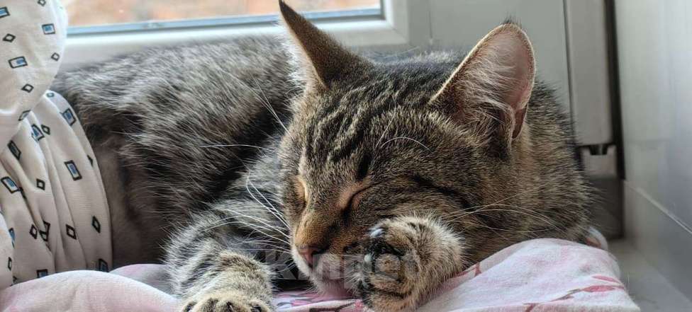 Кошки в Раменском: Пружинка ищет маму и папу Девочка, Бесплатно - фото 7