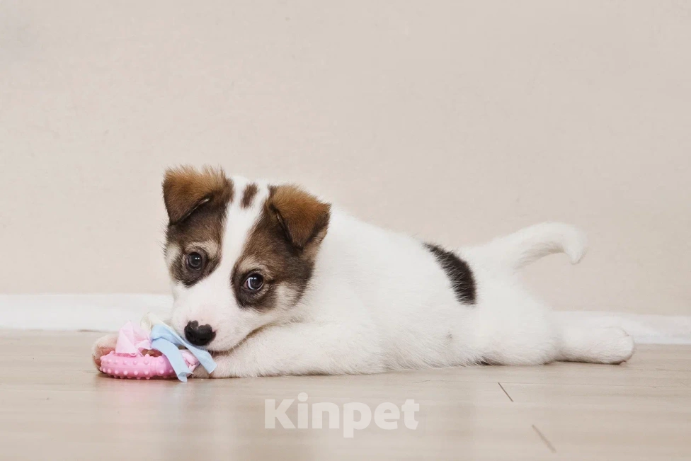 Собаки в Лосином-Петровском: Маршал якутенок Мальчик, Бесплатно - фото 1