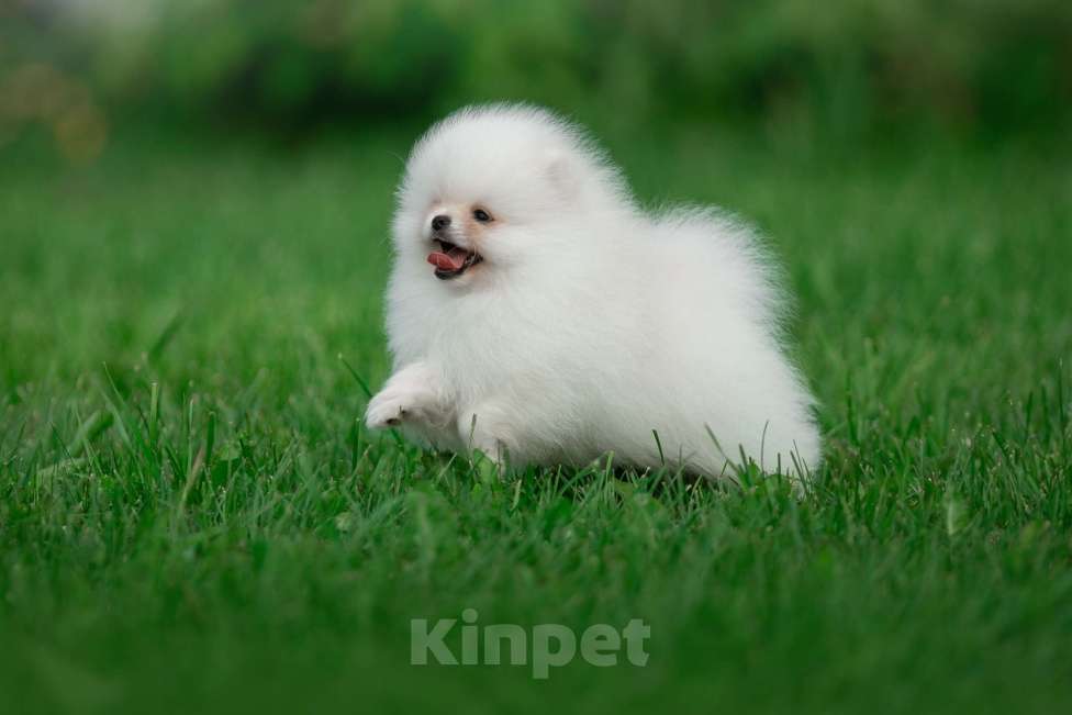 Собаки в Санкт-Петербурге: Марлекс Солар Кинг  Мальчик, 100 000 руб. - фото 9