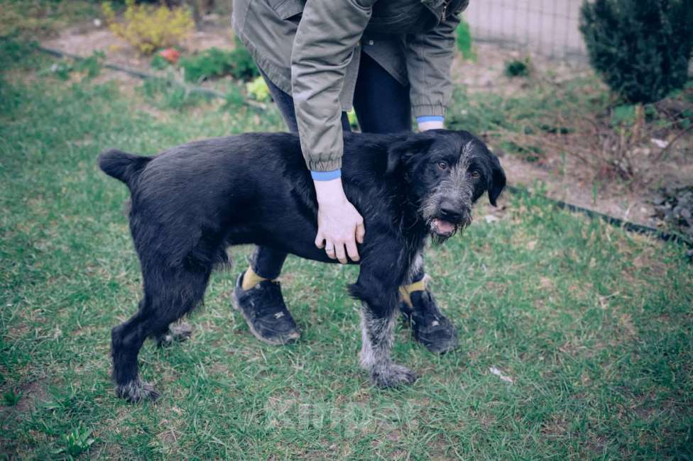 Собаки в Москве: Компанейский  Дратхаар -трехлапик в добрые руки Мальчик, Бесплатно - фото 1