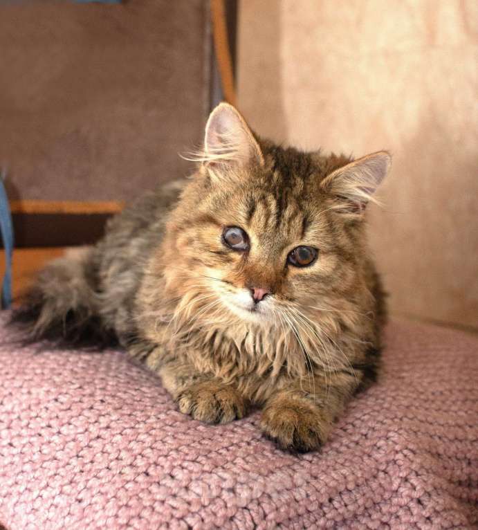 Кошки в Москве: Пушистый особенный котик Боба 1 год Мальчик, Бесплатно - фото 1