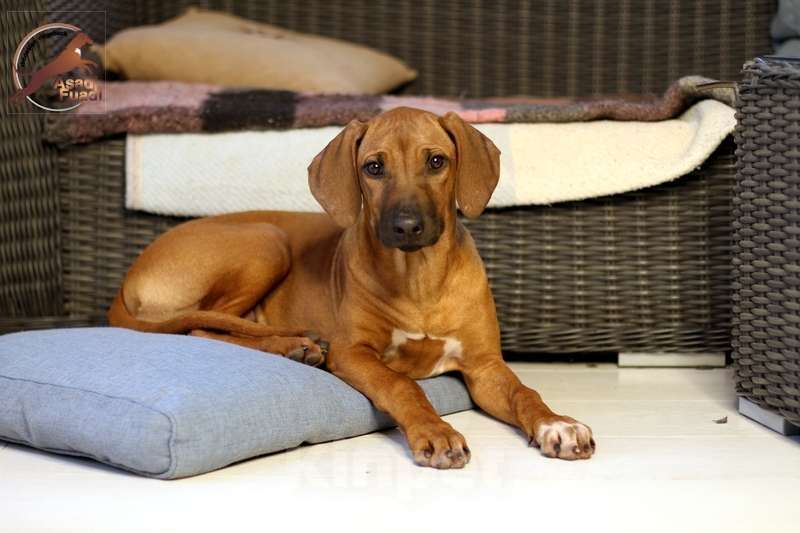 Собаки в Одинцово: Девочка яркого окраса. Стандарт. Девочка, 100 000 руб. - фото 3