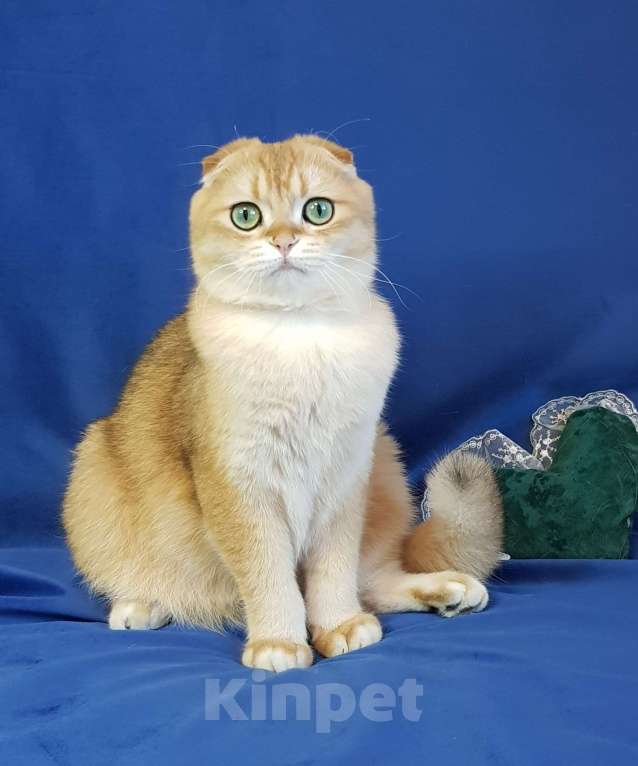 Кошки в Санкт-Петербурге: Шотландский кот Мальчик, 37 000 руб. - фото 1