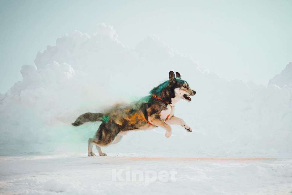 Собаки в Москве: Фантастический Хэппи ищет дом Мальчик, Бесплатно - фото 4