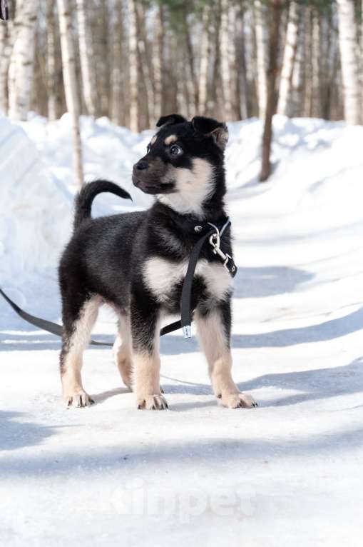Собаки в Ногинске: Ливерпулькин в поисках семьи Мальчик, Бесплатно - фото 6
