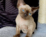 Кошки в Ломоносе: котята девон рекс Мальчик, 30 000 руб. - фото 6
