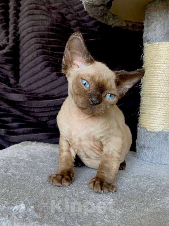 Кошки в Ломоносе: котята девон рекс Мальчик, 30 000 руб. - фото 6