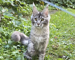 Кошки в Москве: Котенок мейн-кун Девочка, Бесплатно - фото 3