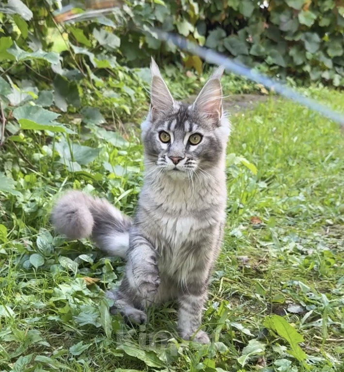 Кошки в Москве: Котенок мейн-кун Девочка, Бесплатно - фото 3