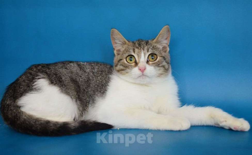 Кошки в Москве: Обычные котята Сёма и Сева ищут дом Мальчик, Бесплатно - фото 1