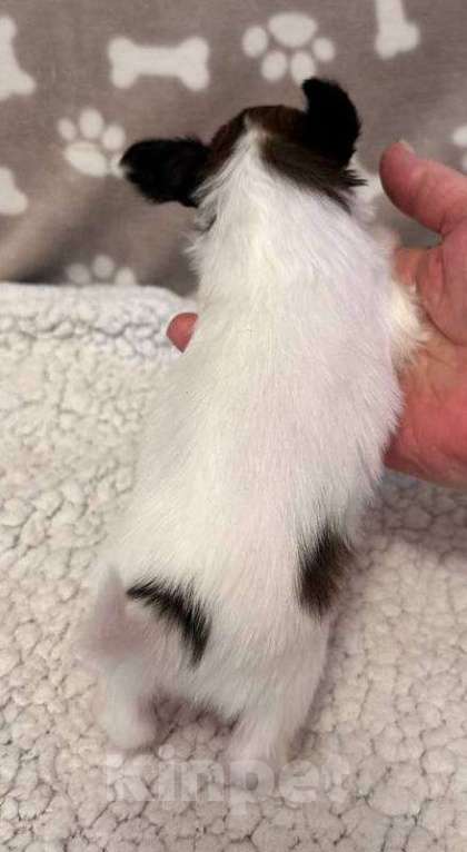 Собаки в Москве: Щенок папийона (папильона) Мальчик, 80 000 руб. - фото 4