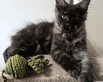 Кошки в Москве: Котята мейн-кун Мальчик, 25 000 руб. - фото 2
