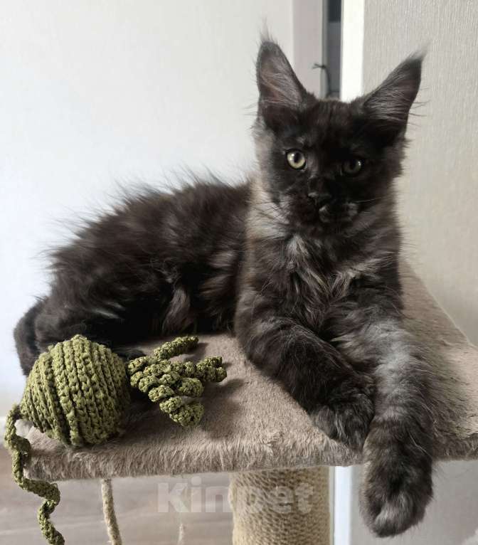 Кошки в Москве: Котята мейн-кун Мальчик, 25 000 руб. - фото 2