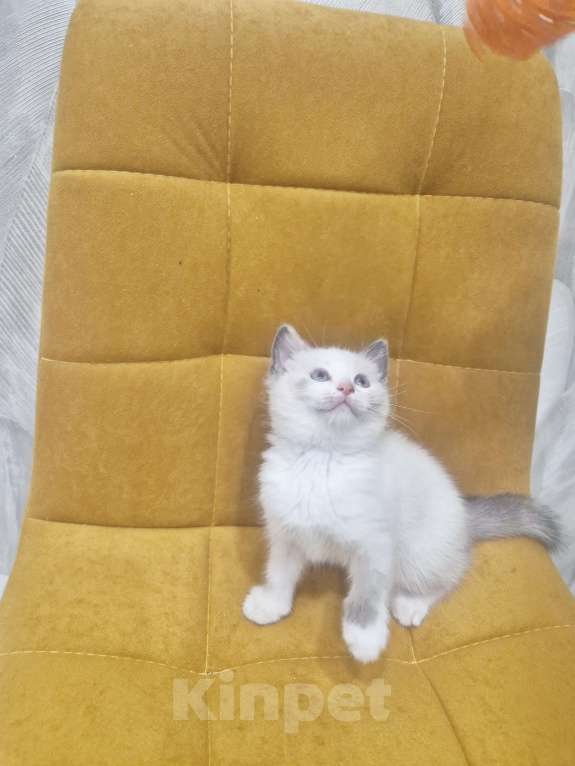 Кошки в Москве: Лапочка Девочка Рэгдолл  Девочка, 37 000 руб. - фото 6