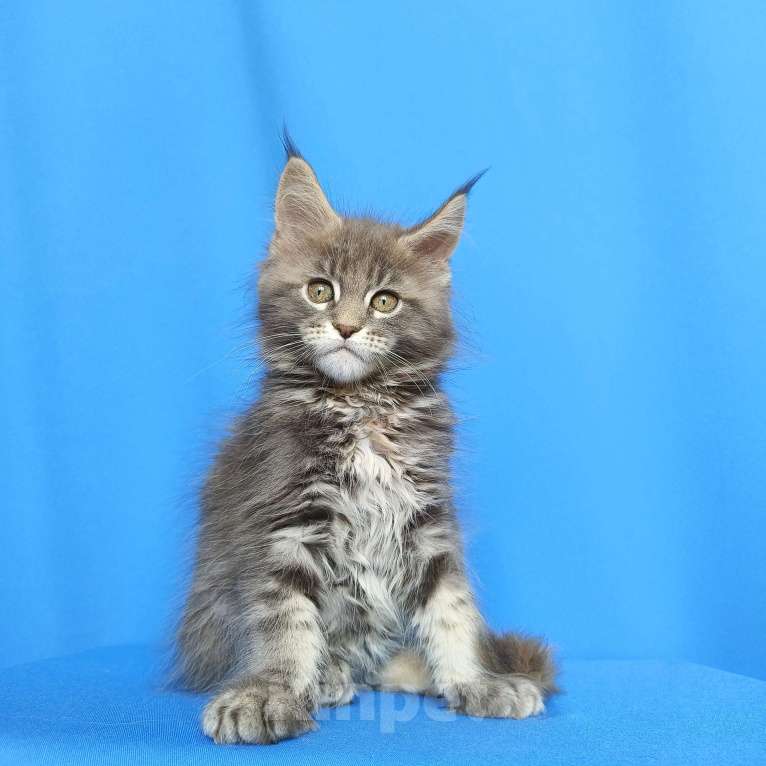 Кошки в Москве: Котёнок Мейн-кун Девочка Девочка, 55 000 руб. - фото 7