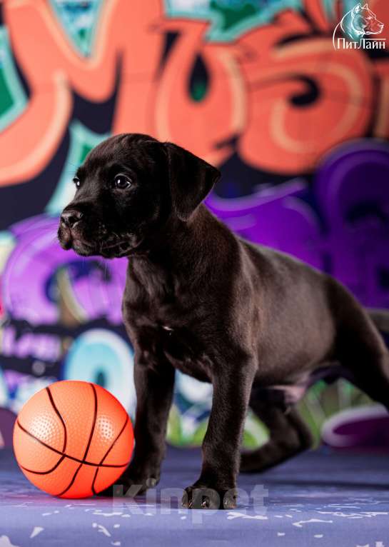 Собаки в Ульяновске: Американский питбультерьер, щенок Мальчик, Бесплатно - фото 1