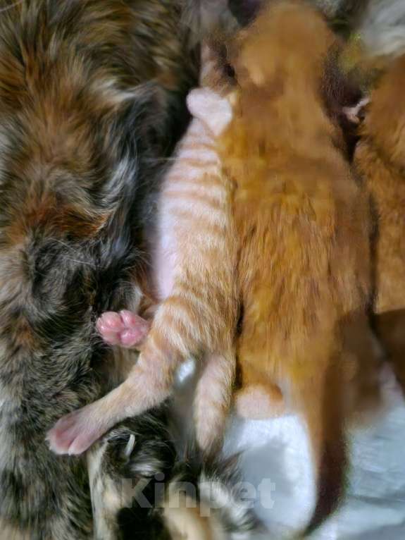 Кошки в Москве: Пресненские котята породы мейн-кун. Арнольд Мальчик, 50 000 руб. - фото 4