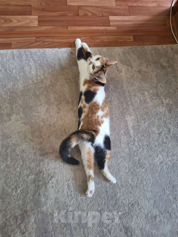 Кошки в Нижнем Новгороде: Пропала кошка Девочка, 2 000 руб. - фото 2