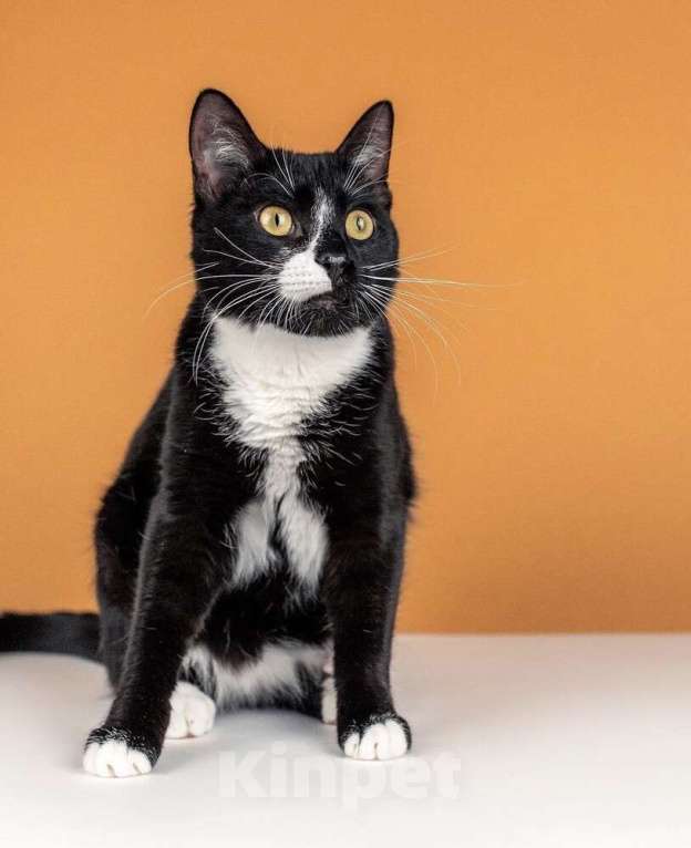 Кошки в Москве: Ищете друга своей кошке или коту? Наш идеальный кот Антонио ждет вас! Мальчик, 1 руб. - фото 5