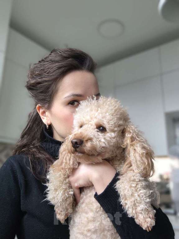 Собаки в Москве: Миниатюрный пудель вязка Мальчик, 1 руб. - фото 3