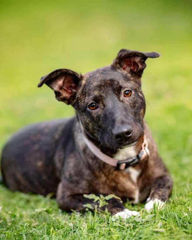 Собаки в Москве: Дора, девочка, 7 мес. ищет дом. Девочка, Бесплатно - фото 1