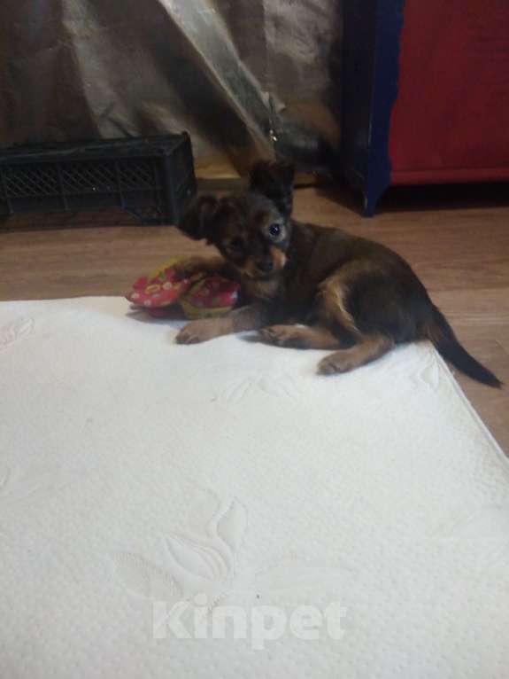 Собаки в Кыштыме: Русский той длинношёрстный щенок Мальчик, 25 000 руб. - фото 1