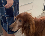 Собаки в Ногинске: Найдена собака Мальчик, Бесплатно - фото 10