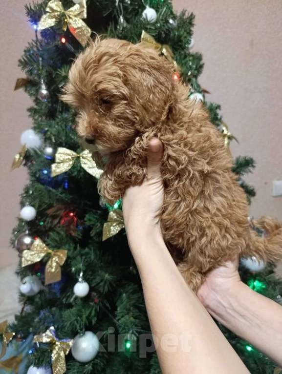 Собаки в Краснодаре: Щенки мальтипу Разнополые, 25 000 руб. - фото 6