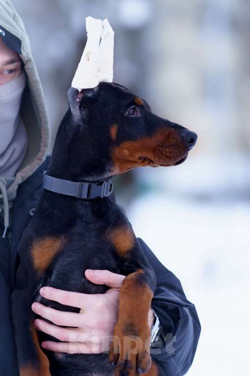 Собаки в Москве: Щенок добермана, девочка Девочка, 100 000 руб. - фото 4