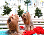 Собаки в Санкт-Петербурге: Щенки, 42 000 руб. - фото 1
