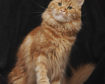 Кошки в Ливны: Кошка Мейн кун, 5 000 руб. - фото 3
