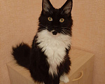 Кошки в Оленегорске: Мейн кун котик, 18 000 руб. - фото 3
