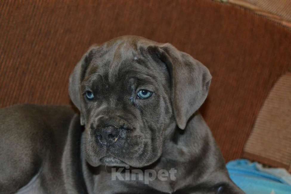 Собаки в Новосибирске: Щенки Кане Корсо Мальчик, 60 000 руб. - фото 8