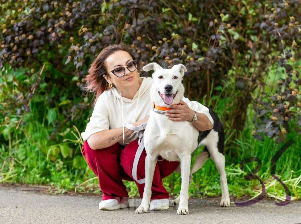 Собаки в Домодедово: Белая собачка Марта Девочка, Бесплатно - фото 3