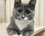 Кошки в Санкт-Петербурге: Котенок Волчок - серый бочок ищет дом Мальчик, Бесплатно - фото 1