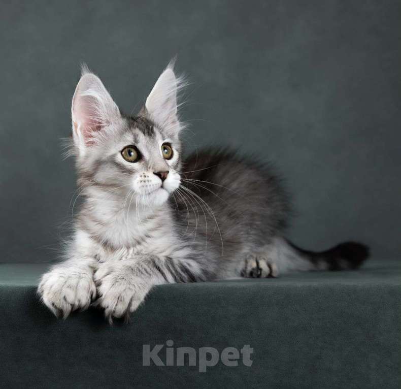 Кошки в Москве: котята мейн кун Девочка, 60 000 руб. - фото 4