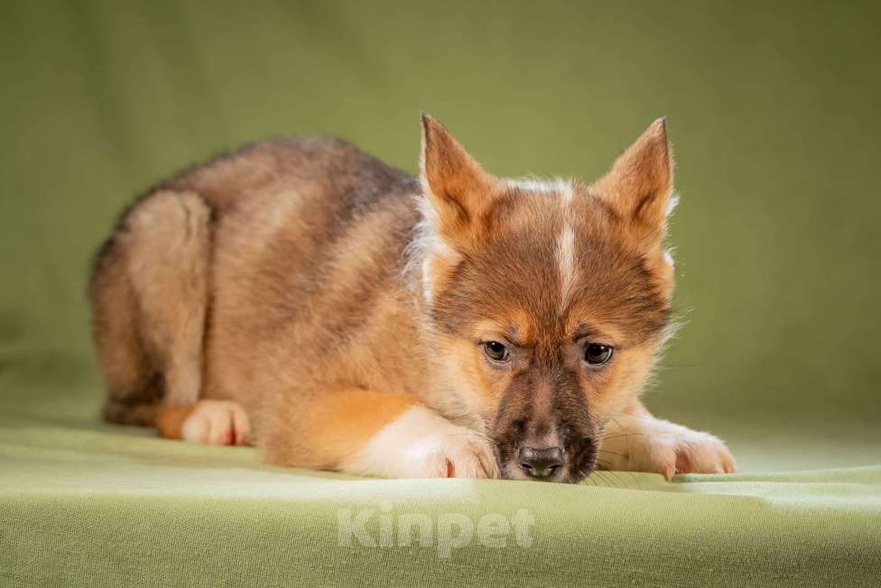 Собаки в Клине: Кешью - трепетная малышка Девочка, Бесплатно - фото 4