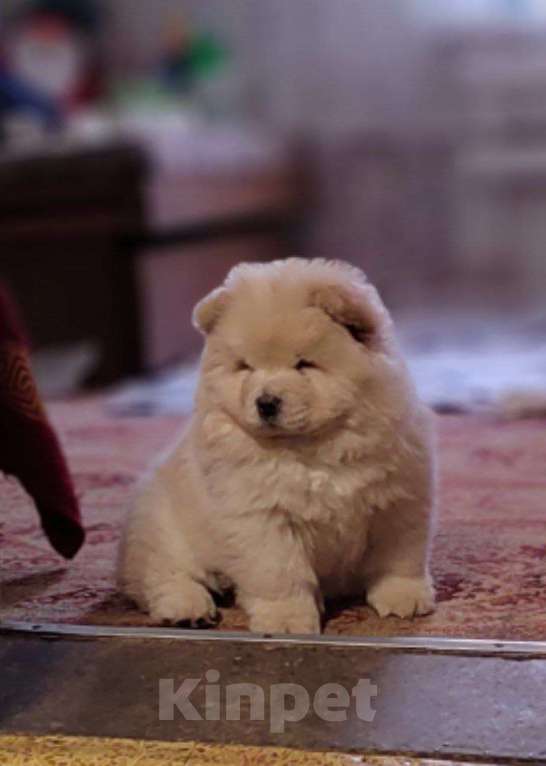 Собаки в Кемерово: Чау чау Девочка, Бесплатно - фото 1