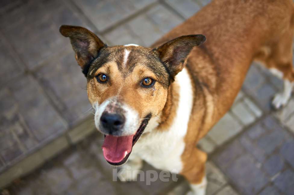 Собаки в Москве: Герой Мальчик, Бесплатно - фото 3