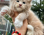 Кошки в других городах Ленинградской области: Мейн кун котенок  Мальчик, Бесплатно - фото 1