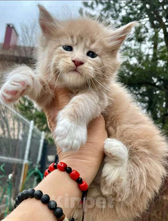 Кошки в других городах Ленинградской области: Мейн кун котенок  Мальчик, Бесплатно - фото 1