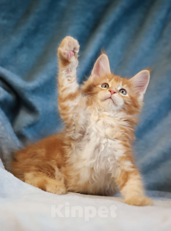 Кошки в Москве: Котенок мейн-кун Мальчик, 70 000 руб. - фото 5