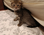 Кошки в Санкт-Петербурге: Котенок Кампари Девочка, Бесплатно - фото 1