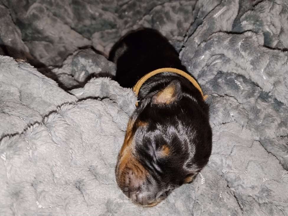 Собаки в Березовском: Ч/П сука Девочка, Бесплатно - фото 3