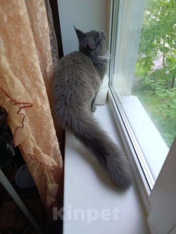Кошки в Санкт-Петербурге: Девочка Мейн-кун Девочка, 40 000 руб. - фото 4