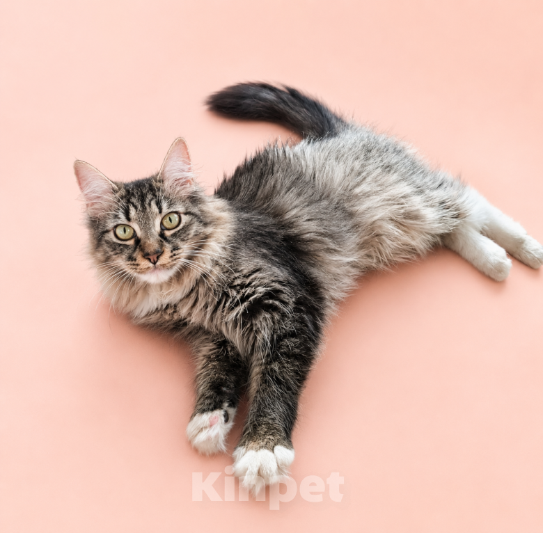 Кошки в Москве: Я ищу дом Девочка, Бесплатно - фото 4