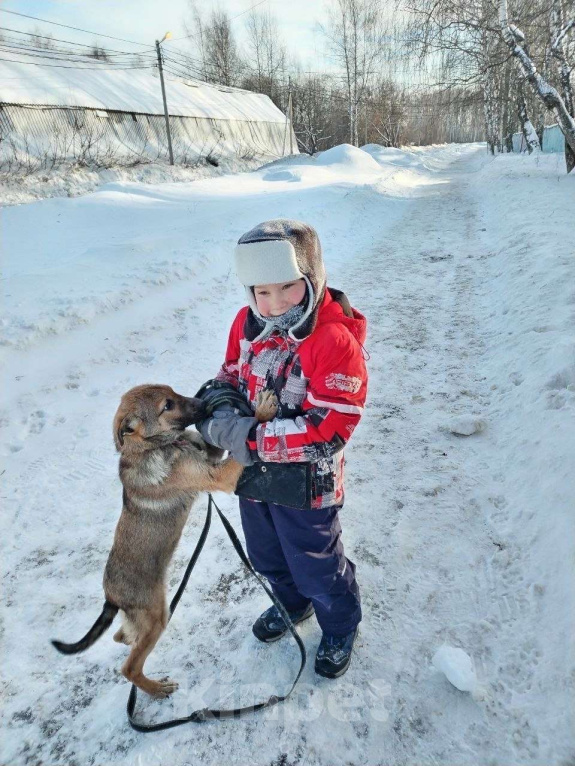 Собаки в Воскресенске: Смурфик ищет дом! Мальчик, Бесплатно - фото 3