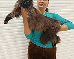 Кошки в Москве: Мейн-кун кошка Девочка, 60 000 руб. - фото 6