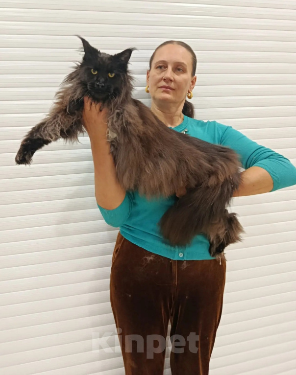 Кошки в Москве: Мейн-кун кошка Девочка, 60 000 руб. - фото 6